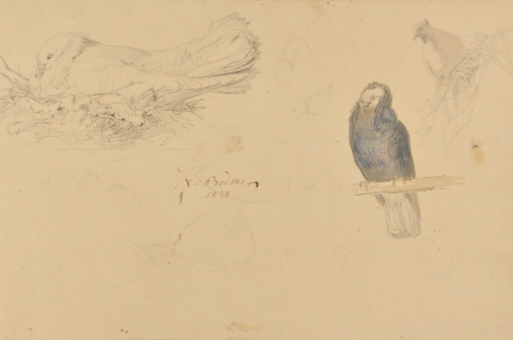 Birds, Sheet of Sketches