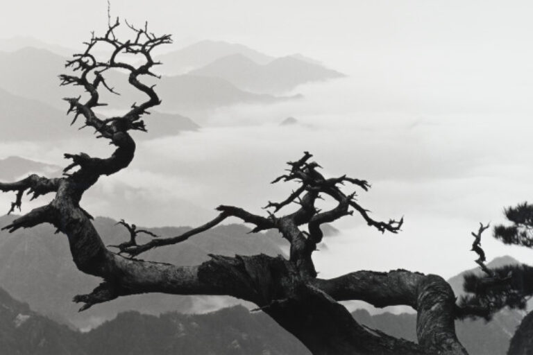 TWO DRAGON PINES, TAKEN AT WEST SEA