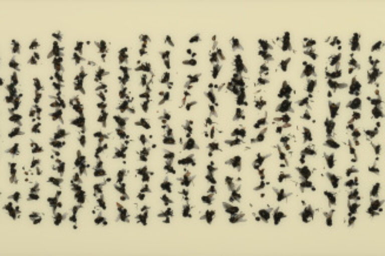 CAO SHU CALLIGRAPHY