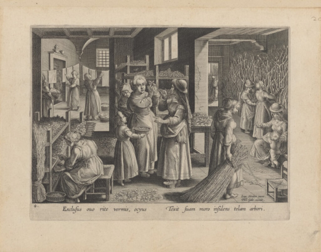 The Silkworm Eggs Spread Out on Shelves