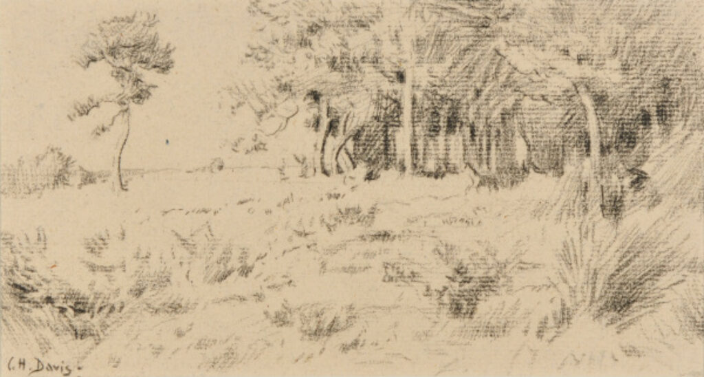 Woodland Scene