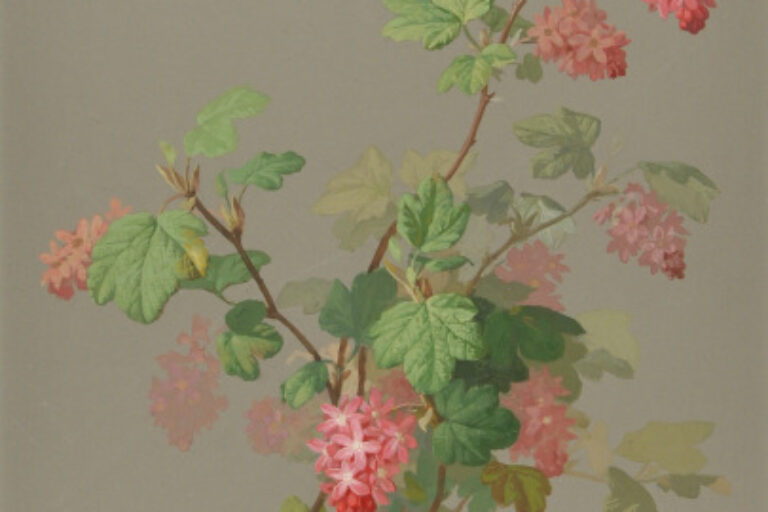 Study of a Flowering Tree Branch