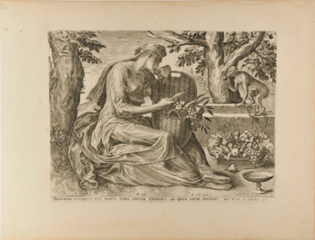 Sensorium Gustatus est Nervus Supra Linguam Expansus ad Quem Sapor Pervenit Puctus a Saliva