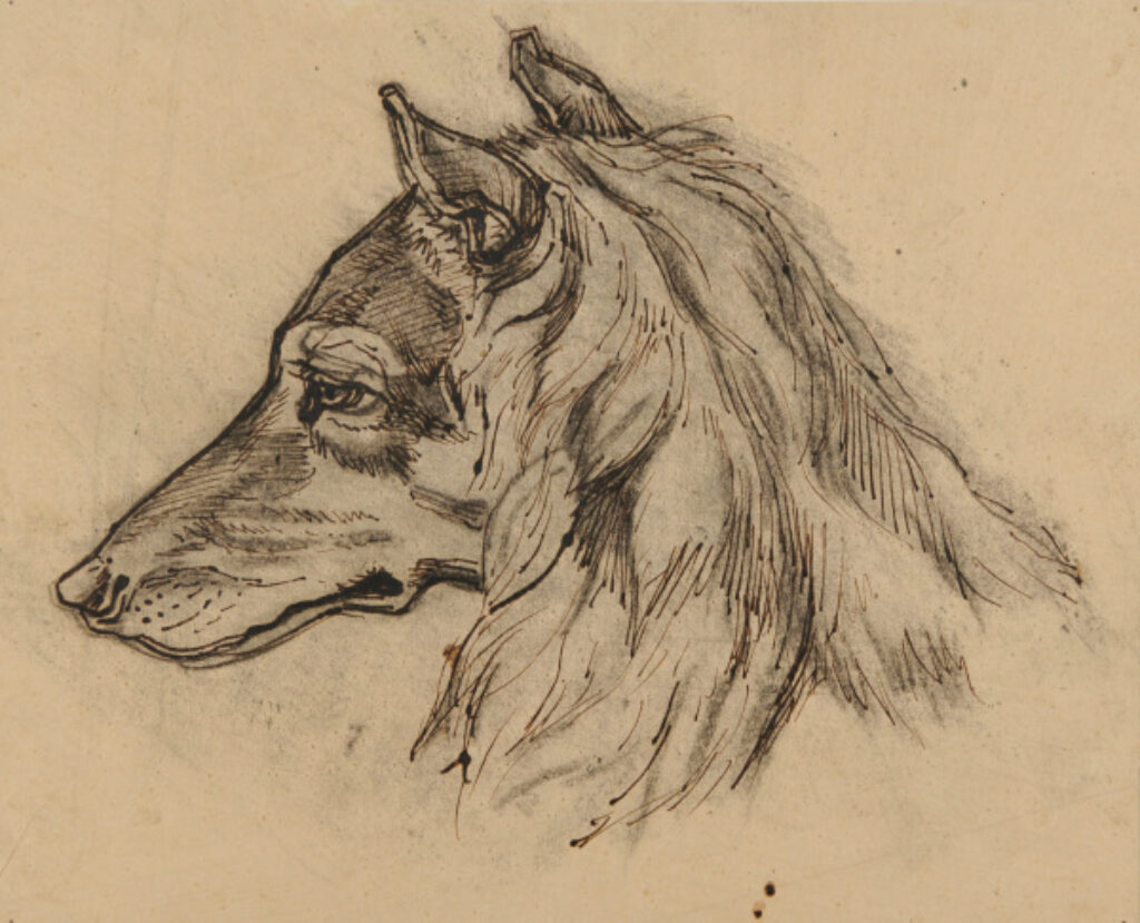 Head of a Fox (or dog) in Profile