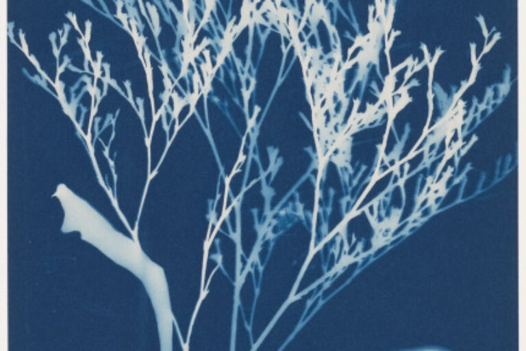 LAMB'S QUARTER, SOUTH HAVEN, MI