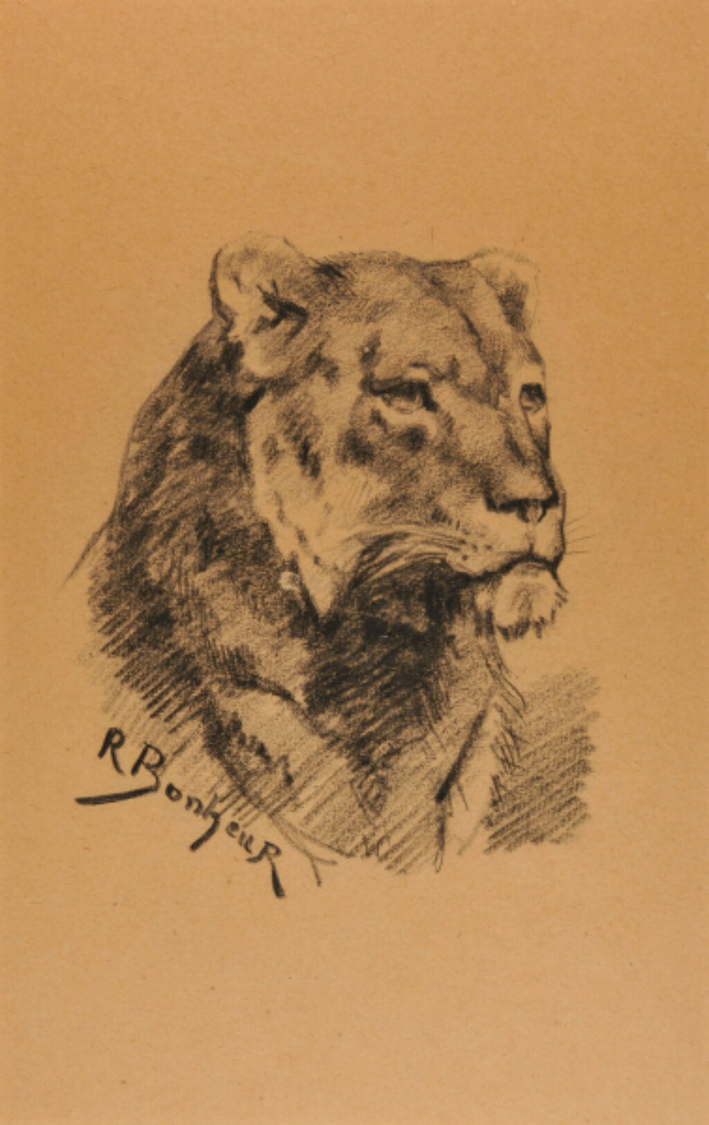 Head of a Lion - Image 2