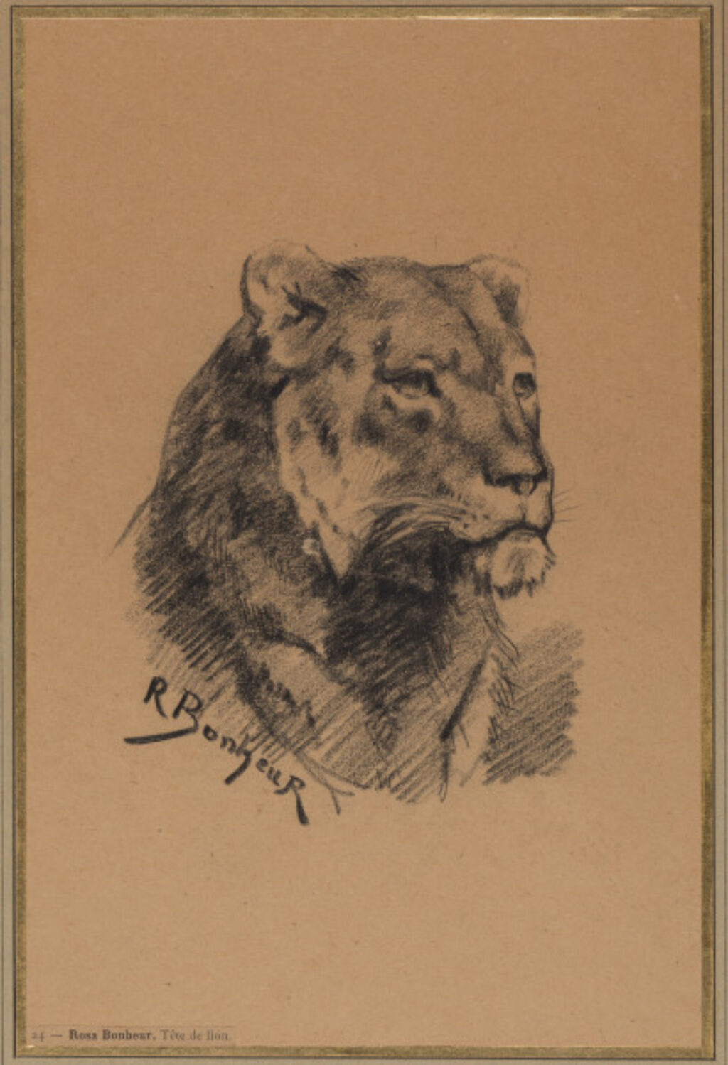 Head of a Lion - Image 1