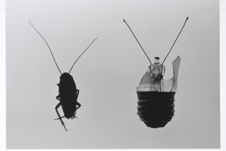 Antennae