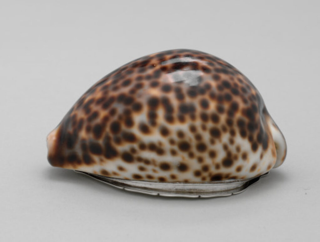 Tiger Cowrie Shell Snuffbox - Image 2