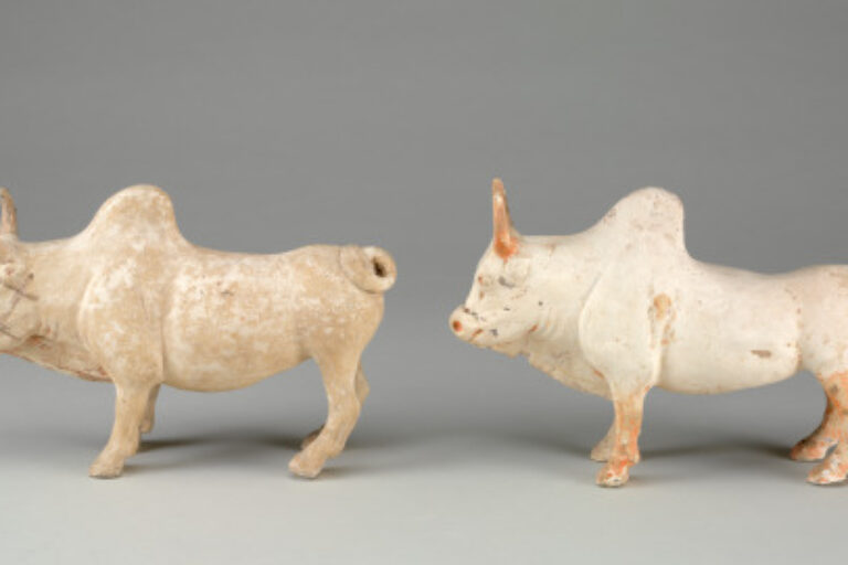 Pair of Southern Yellow Cattle (Zebu)