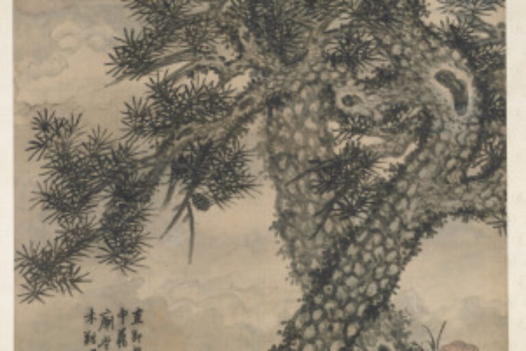 PINES AND FUNGUS