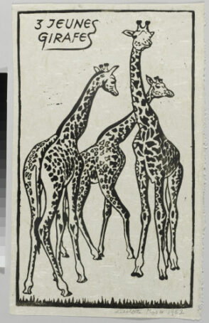 Three Young Giraffes