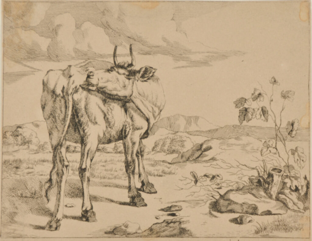 Cow Licking her Rump