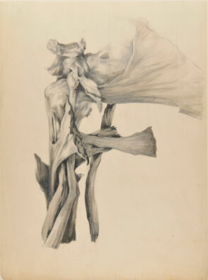 Anatomical Study