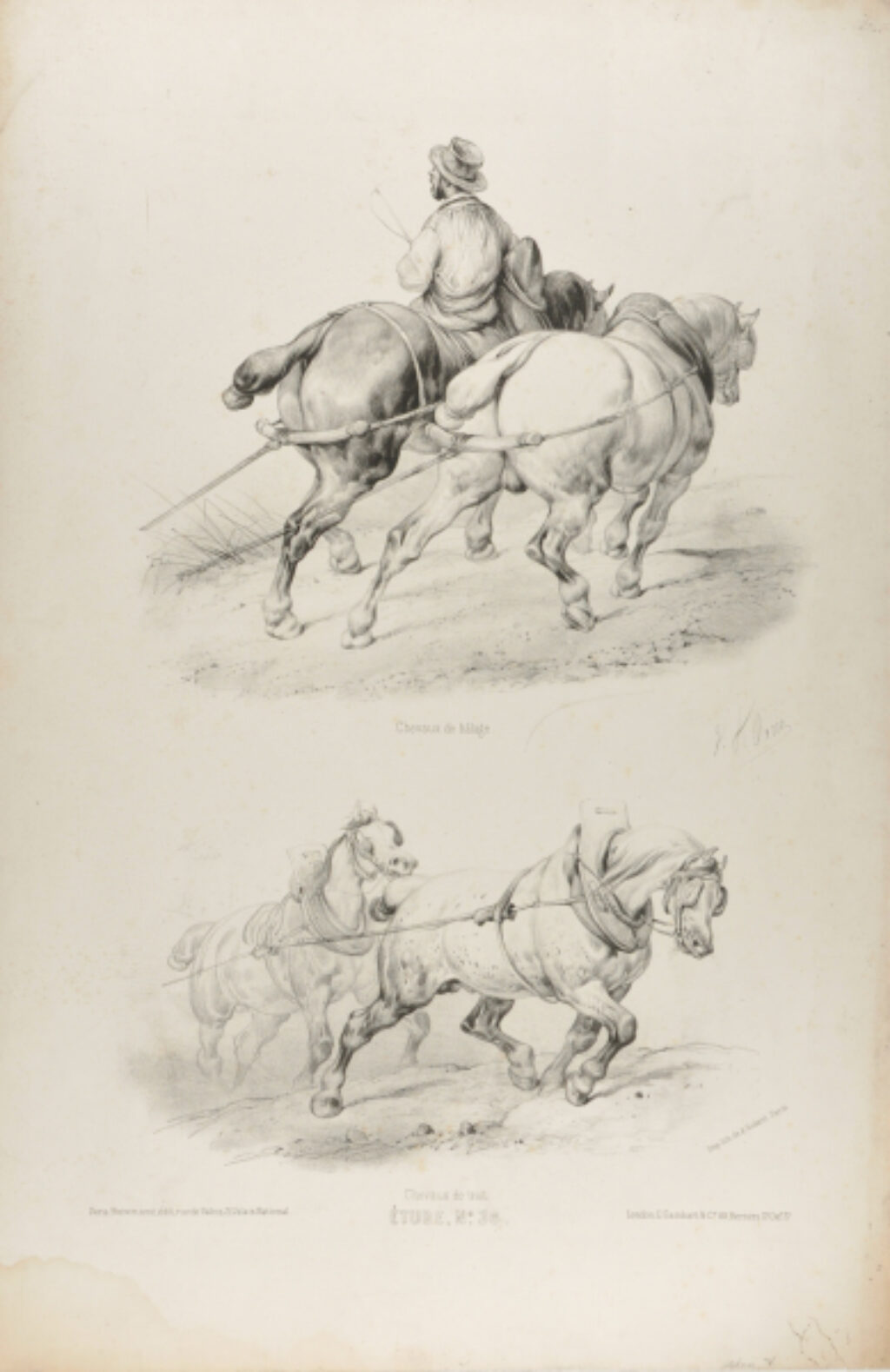 Chevaux de trait and Chevaux de Halage