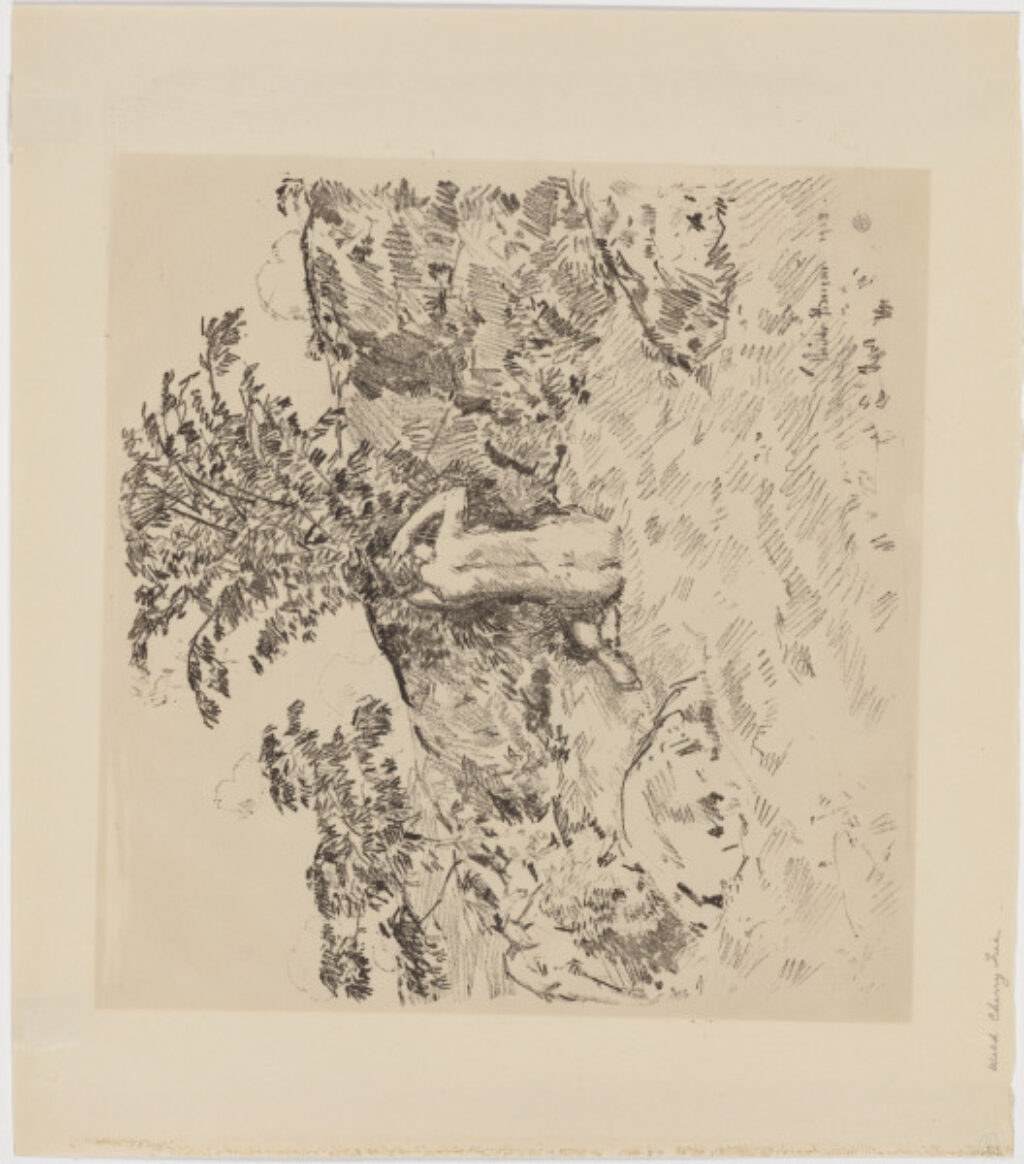 The Wild Cherry Tree - Image 1