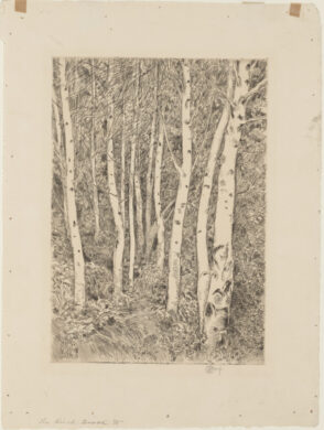 The Birch Grove