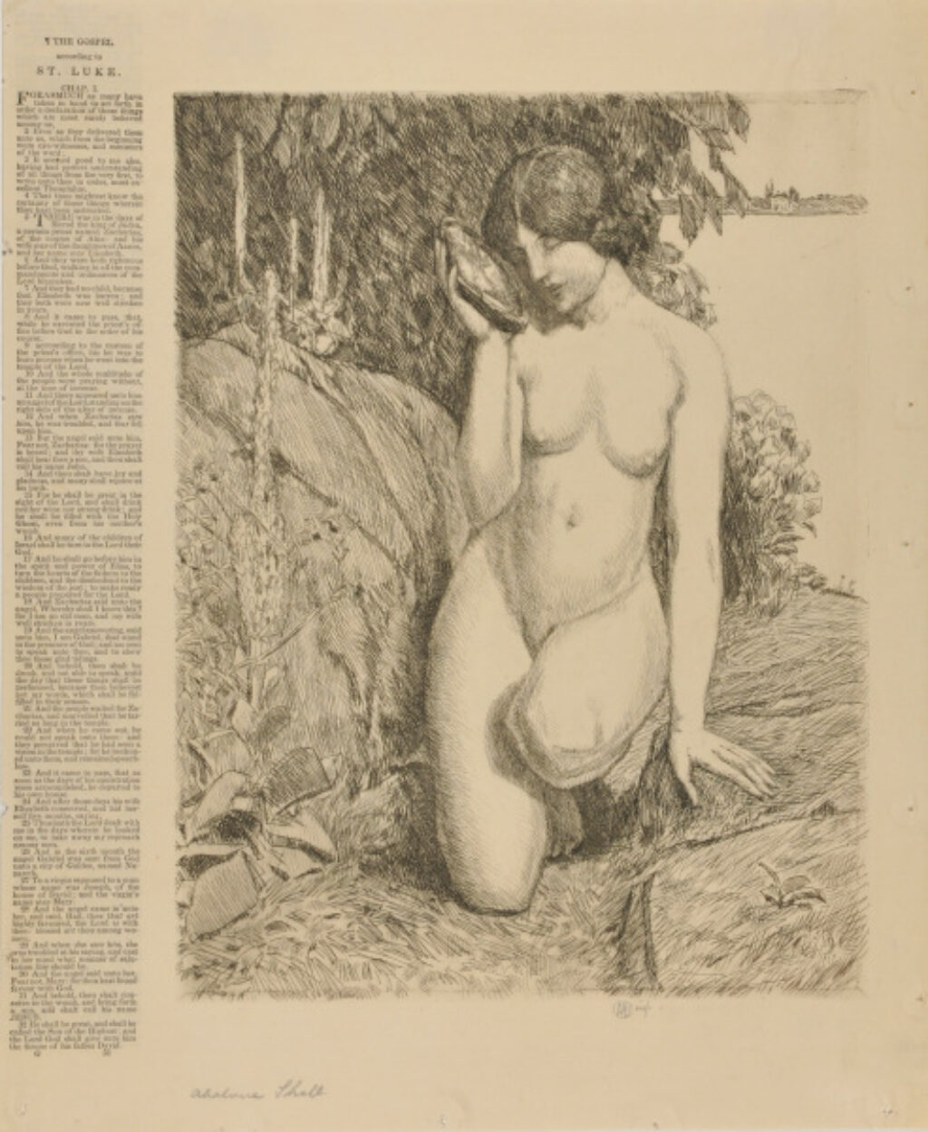 The Abelone Shell - Image 2