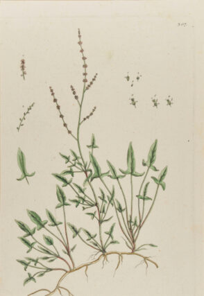 Acestosa arvensis (Schaaf-Ampfer)