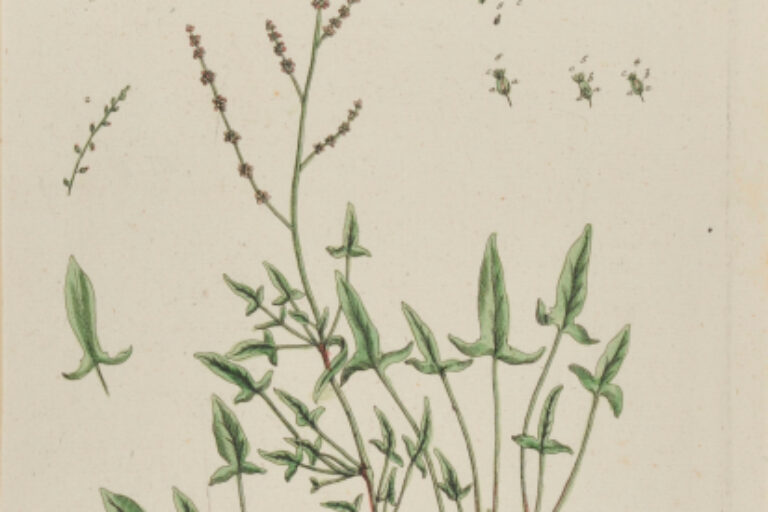 ACESTOSA ARVENSIS (SCHAAF-AMPFER)