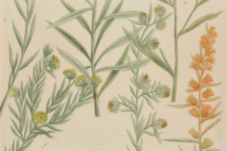 GRAPHALIUM (RHEIN-BLUMEN)