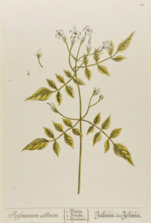 Jasminum Album (Jasmin)