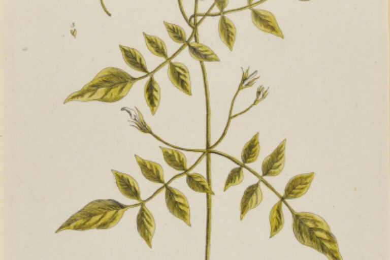 JASMINUM ALBUM (JASMIN)