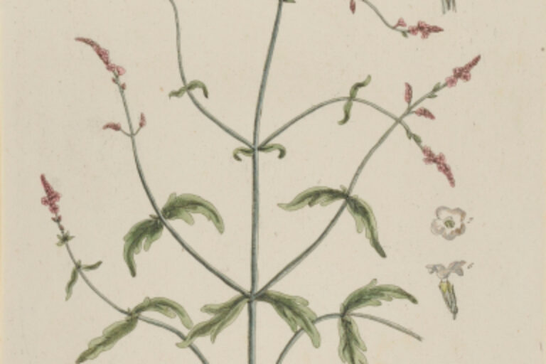 VERBENA (EISEN-KRAUT)