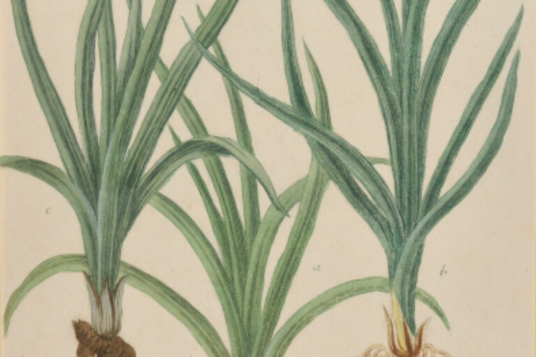 CYPERUS HORTENSIS (ERDMANDELN)