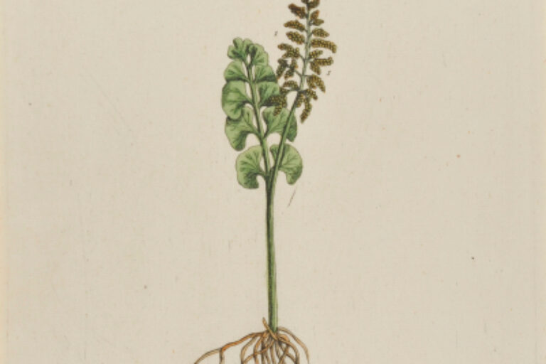 LUNARIA (MOND-KRAUT)