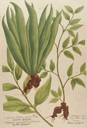 Galanga Indica Major