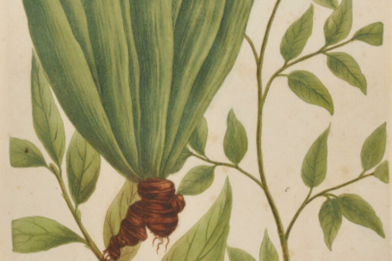GALANGA INDICA MAJOR