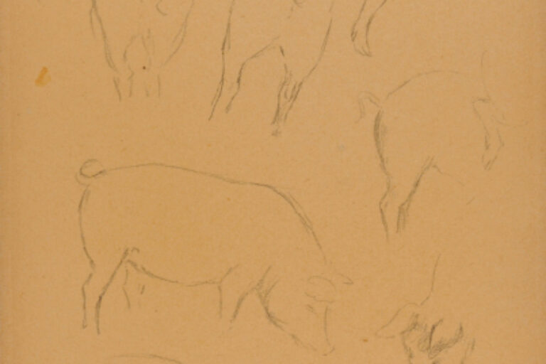 Pigs [sheet of 11 sketches]