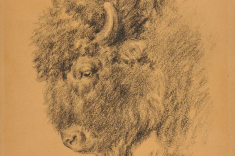 Buffalo’s Head