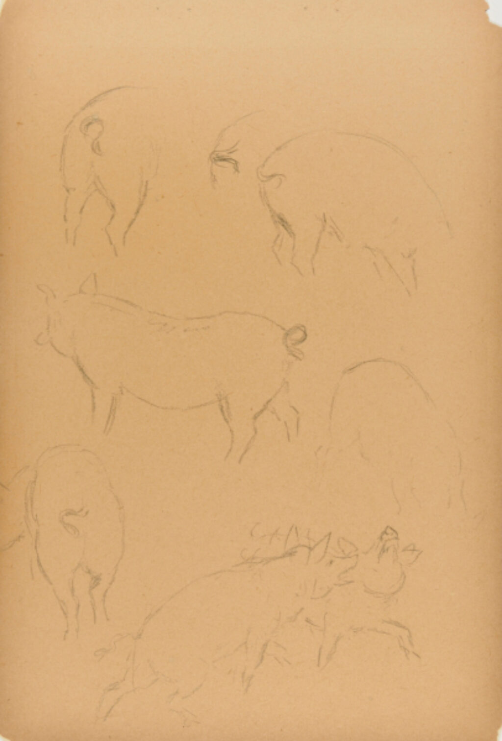 Sketches of Pigs