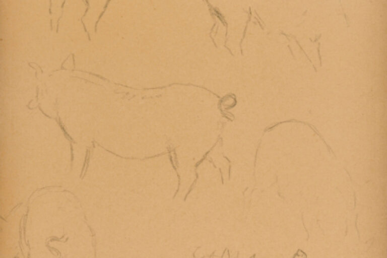 SKETCHES OF PIGS