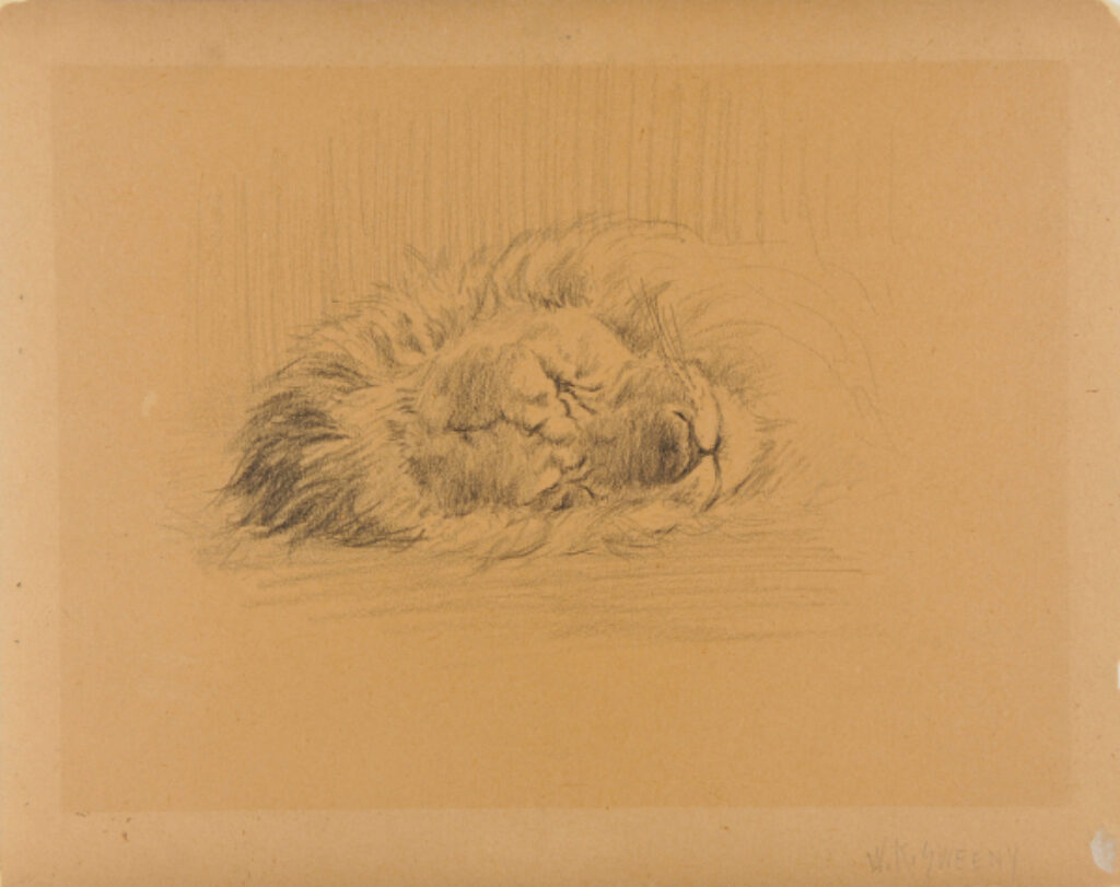 Lion Asleep