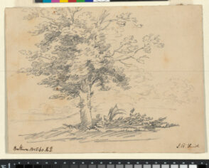 Tree in a Landscape