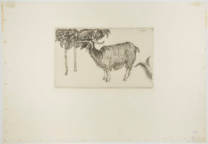Sicilian Goat