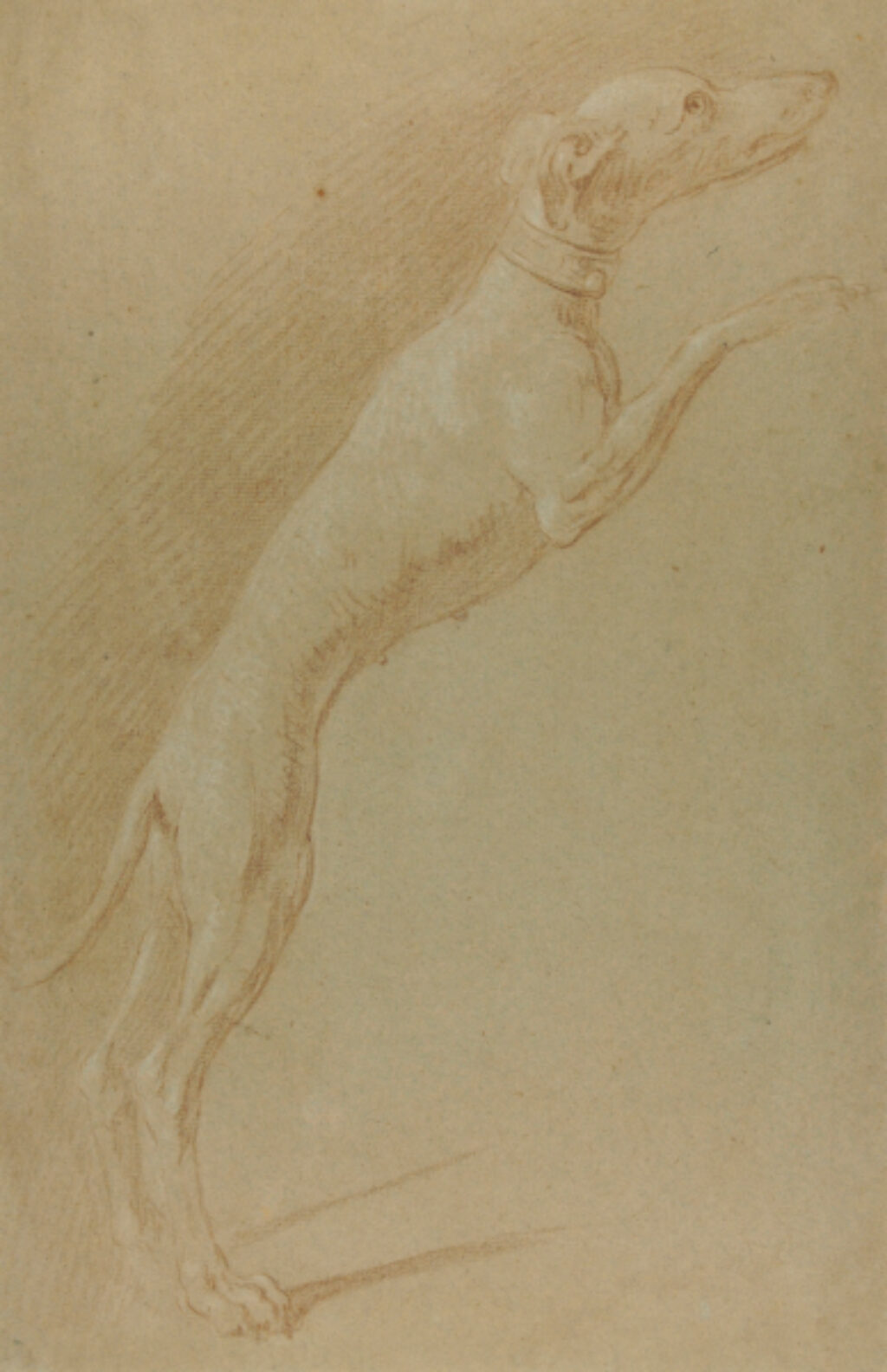 Greyhound (or Whippet) Standing on Hind Legs
