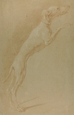 Greyhound (or Whippet) Standing on Hind Legs