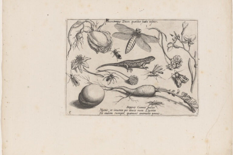 SHEET WITH LIZARD (PART III, PLATE 5)