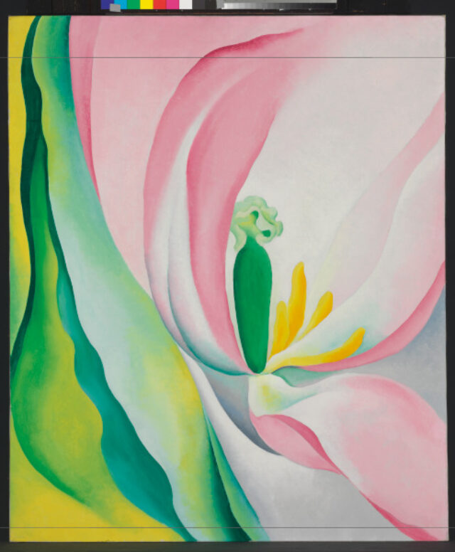 PINK TULIP