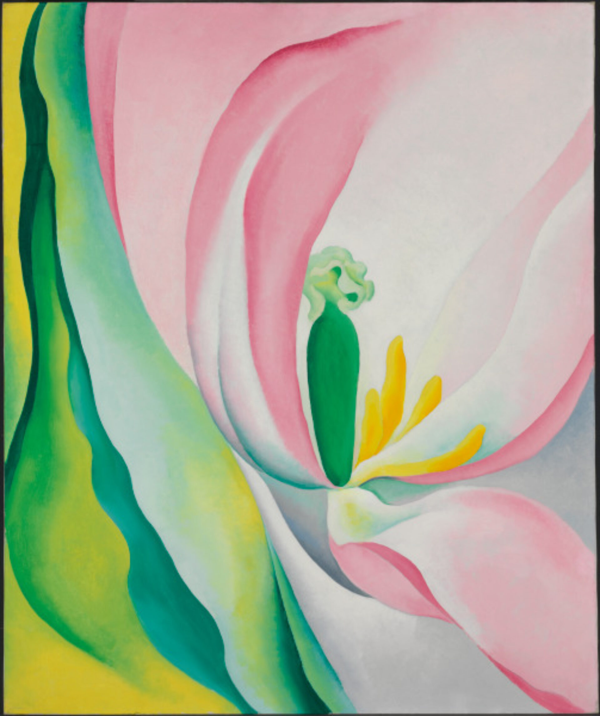PINK TULIP