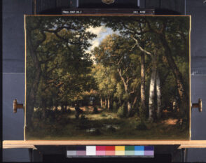Clearing in the Forest