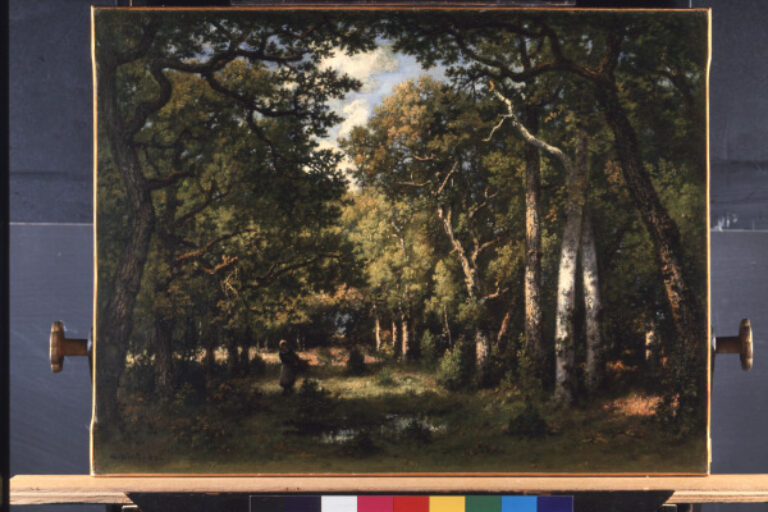 Clearing in the Forest