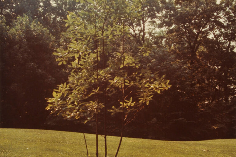 TREE SCULPTURE. PHOTOGRAPH TAKEN IN THE WURTZBURGER SCULPTURE GARDEN (ORIGINAL SITE, TIMBERLANE)