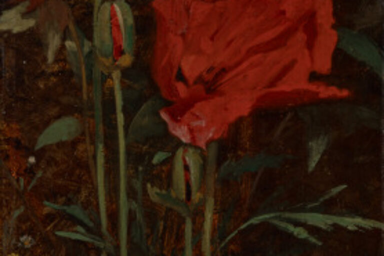 Study of Poppies