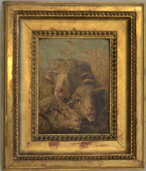 Study of Sheep
