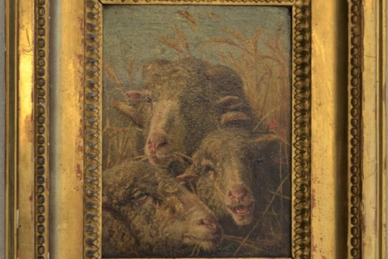 Study of Sheep